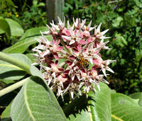 Asclepias Speciosa Flower seeds for Planting Perfect for Borders Heirloom & GMO Free Seeds for Home Garden