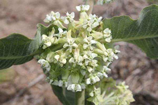 Asclepias (Asclepias Arenaria) seeds for planting in home garden