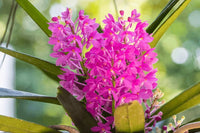 Purple Ascocentrum Ampullaceum Flower Seeds for Planting