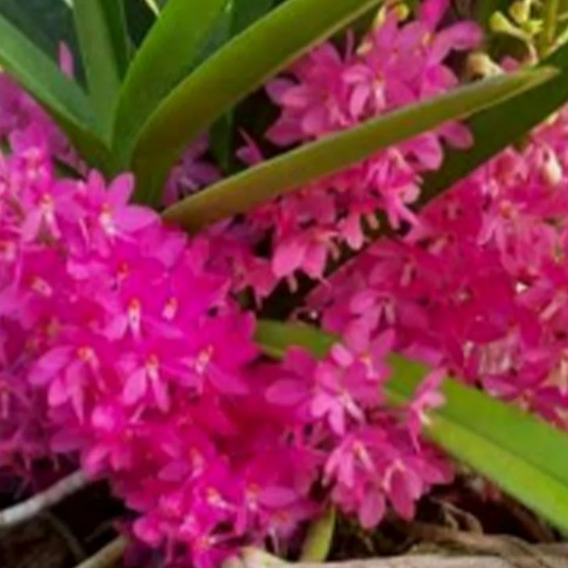 Purple Ascocentrum Ampullaceum Flower Seeds for Planting
