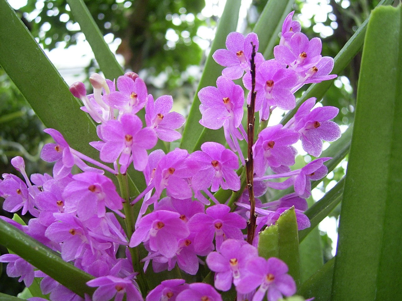 Purple Ascocentrum Ampullaceum Flower Seeds for Planting
