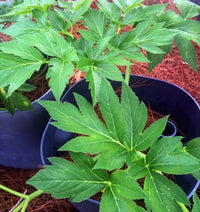 Ashitaba Seeds For Planting - Grow Your Own Herbal Wellness Plant