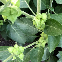 Ashwagandha Flower seeds for Planting Wildflower Mix Heirloom & GMO Free Seeds for Home Garden