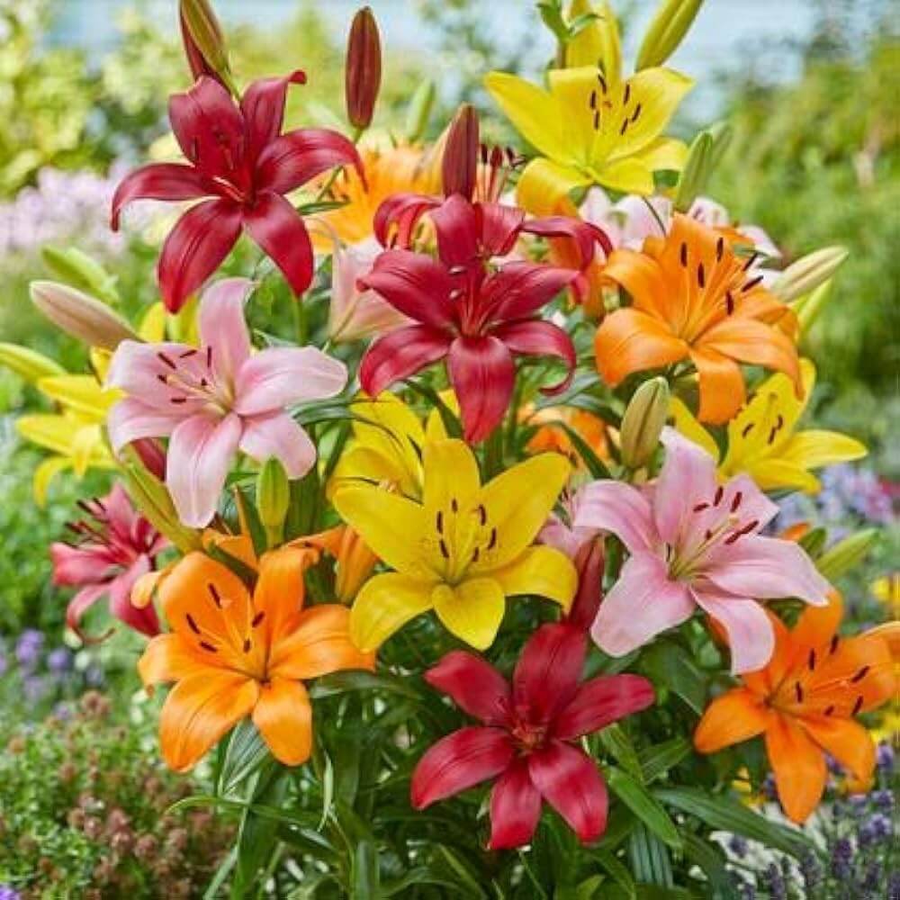 Lilium Flower seeds for Planting Garden Favorite Heirloom & GMO Free Seeds for Home Garden