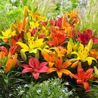 Lilium Mix Planting Seeds - Vibrant Garden Blooms for Spring & Fall
