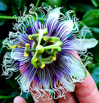 Assiflora Flower Seeds in Mixed Colors for Vibrant Gardens