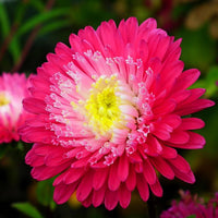 Red Aster Flower seeds for Planting Wildflower Mix Heirloom & GMO Free Seeds for Home Garden 
 
 Sale