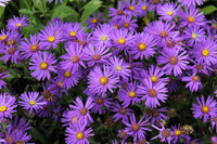 Aster Flower seeds for Planting Compact Growth Heirloom & GMO Free Seeds for Home Garden