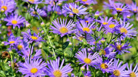 Aromatic Aster Flower seeds for Planting Colorful Display Heirloom & GMO Free Seeds for Home Garden
