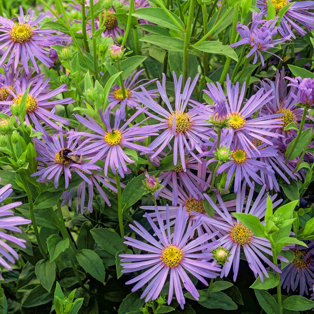Blue Frikartii Flower seeds for Planting - Easy to Grow, Heirloom & GMO Free Seeds for Home Garden