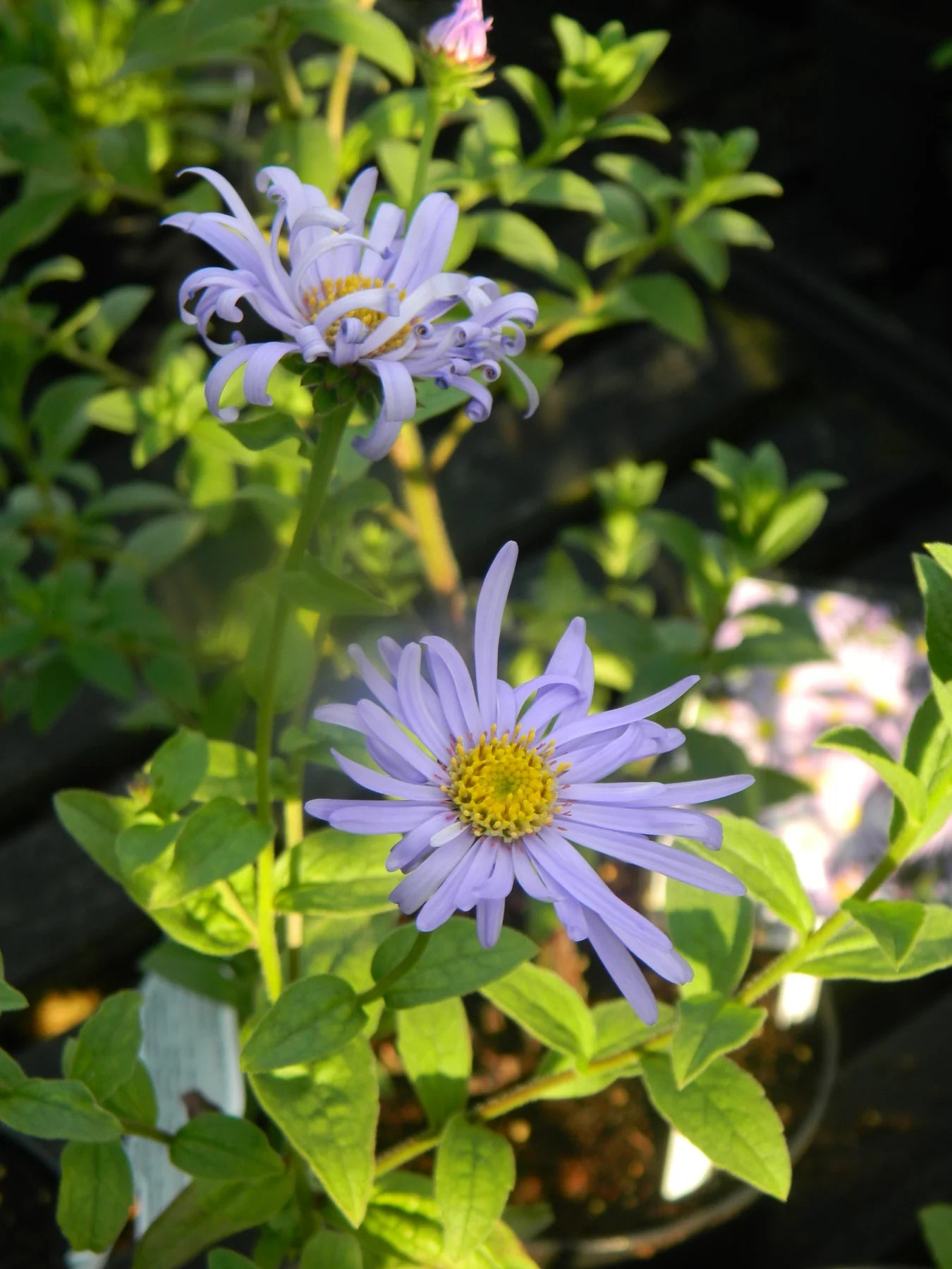 Blue Frikartii Flower seeds for Planting - Easy to Grow, Heirloom & GMO Free Seeds for Home Garden