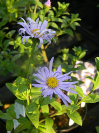 Blue Frikartii Flower seeds for Planting - Easy to Grow, Heirloom & GMO Free Seeds for Home Garden