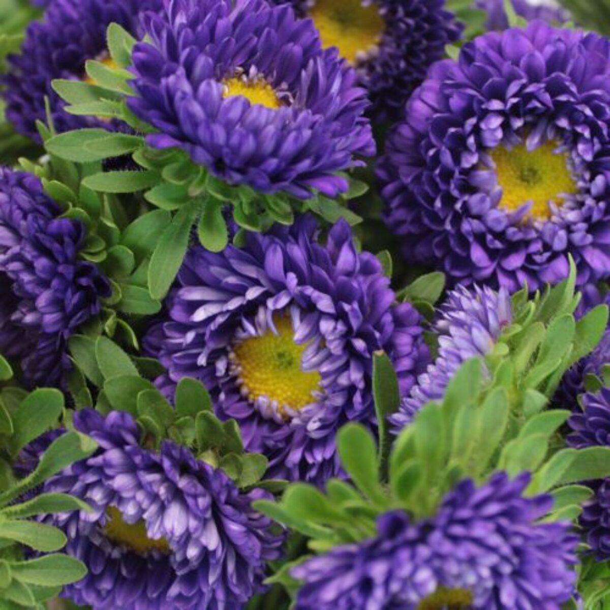 Blue White Chrysanthemum Flower seeds for Planting - Premium Quality, Heirloom & GMO Free Seeds for Home Garden