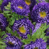 Blue White Chrysanthemum Flower seeds for Planting - Premium Quality, Heirloom & GMO Free Seeds for Home Garden