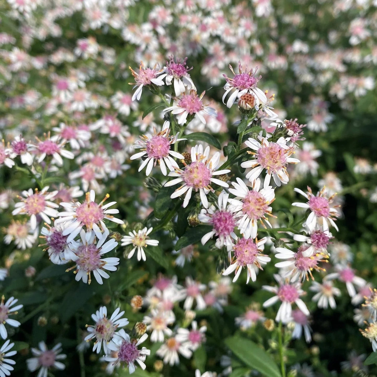 Pink White Lateriflorus Flower seeds for Planting - Bright Blooms, Heirloom & GMO Free Seeds for Home Garden