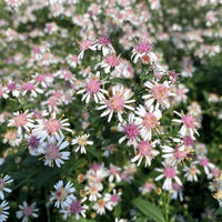 Pink White Lateriflorus Flower seeds for Planting - Bright Blooms, Heirloom & GMO Free Seeds for Home Garden