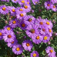 Purple Aster Novae Angliae Flower seeds for Planting Sun Loving Heirloom & GMO Free Seeds for Home Garden
 
 Sale