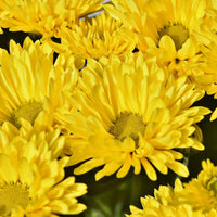 Non GMO Aster seeds producing yellow green flowers
