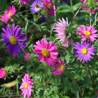 Mixed Asters Flower seeds for Planting - Fragrant Blossoms, Heirloom & GMO Free Seeds for Home Garden