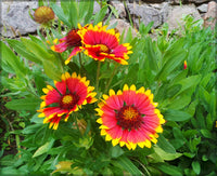 Yellow Red Aristata Flower seeds for Planting - Perfect for Borders, Heirloom & GMO Free Seeds for Home Garden