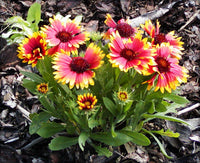 Yellow Gaillardia Aristata Flower Planting - Seeds for Vibrant Blossoms in Your Garden