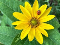 Asteraceae Flower seeds for Planting - Bright Blooms, Heirloom & GMO Free Seeds for Home Garden