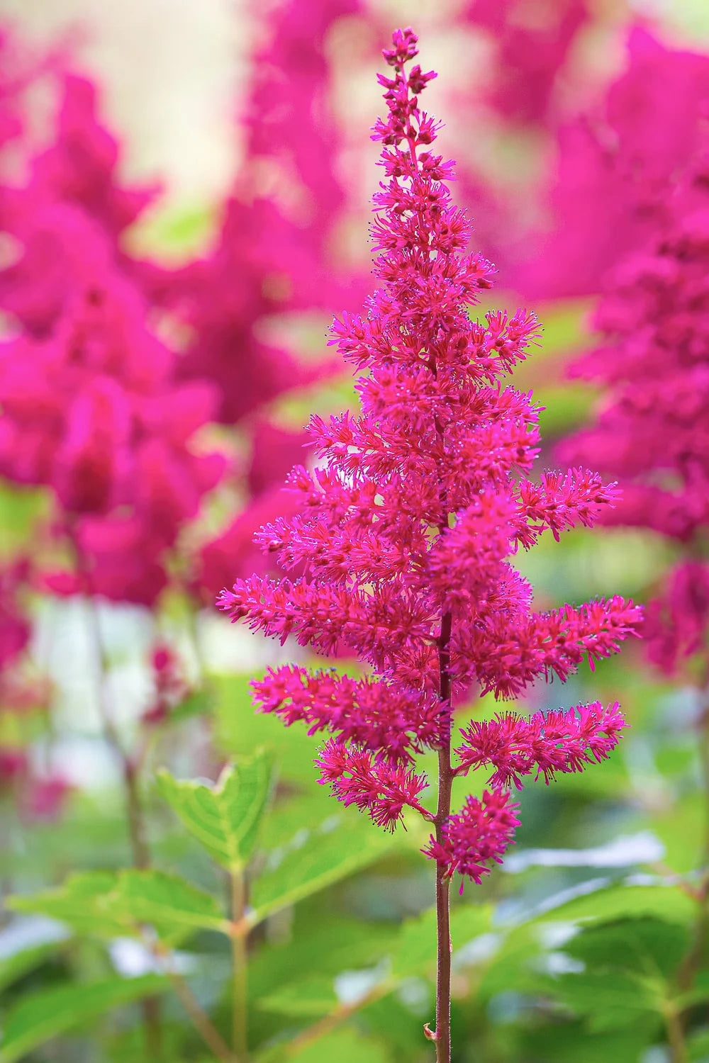Astilbe Flower seeds for Planting Hardy Variety Heirloom & GMO Free Seeds for Home Garden