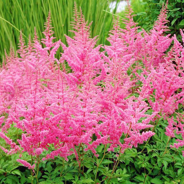 Astilbe Arendsii Flower seeds for Planting Pollinator Friendly Heirloom & GMO Free Seeds for Home Garden