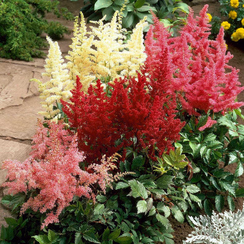 Mixed Astilbe Flower Seeds for Planting