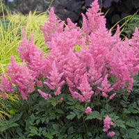 Pink Astilbe Flower Seeds for Planting