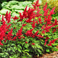 Astilbe Red Flower Seeds for Planting – Vibrant Garden Blooms