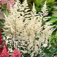 Astilbe Plants Thriving in Shaded Garden