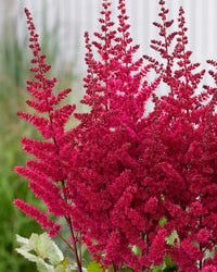 Pink Astilbe Flower Planting Seeds for Lush Garden Blooms