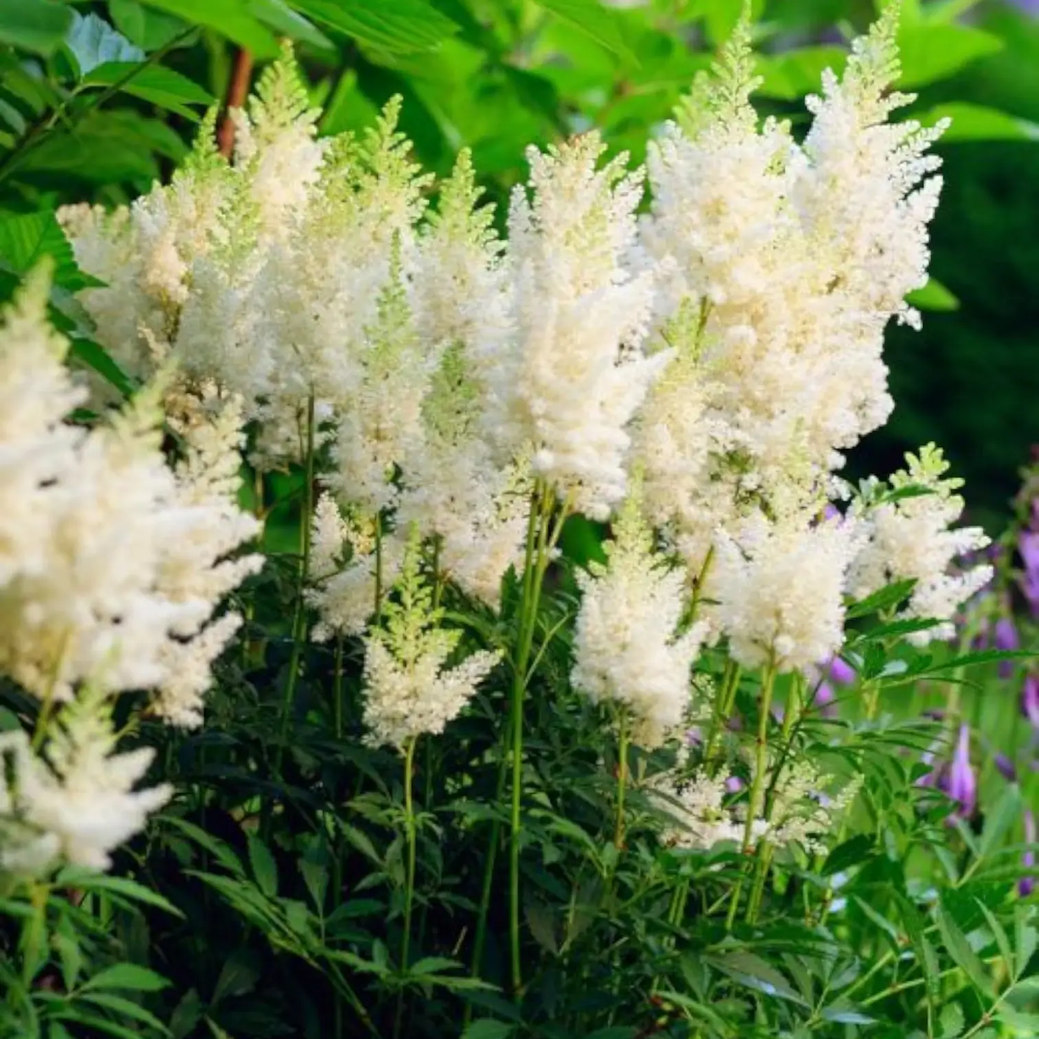 White Astilbe Flower Seeds for Planting - Perfect for Lush Garden