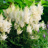 White Astilbe Flower Seeds for Planting - Perfect for Lush Garden