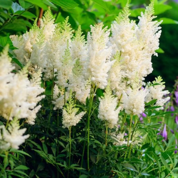 White Astilbe Flower Seeds for Planting - Perfect for Lush Garden