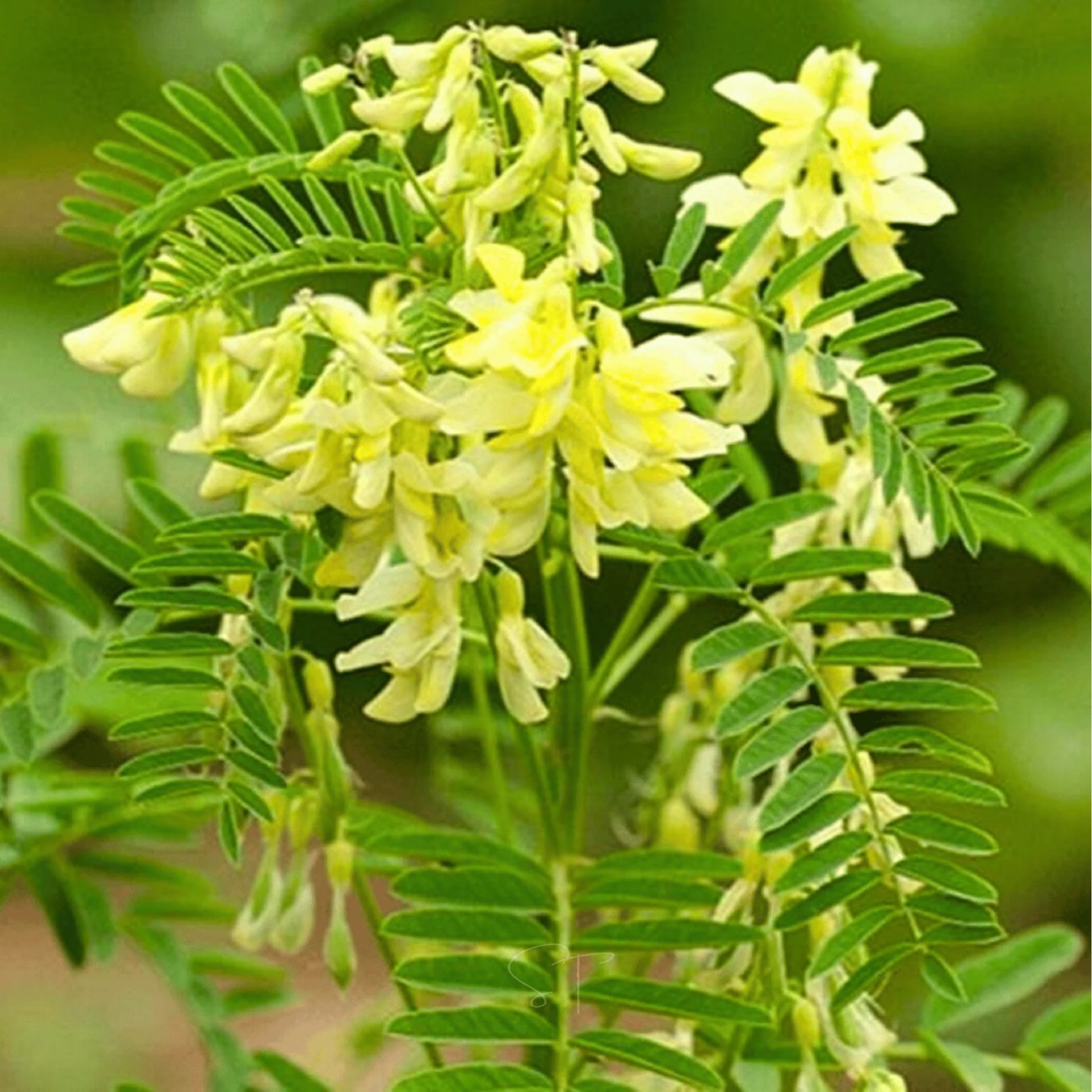 Yellow Astragalus Flower seeds for Planting - Cut Flower Favorite, Heirloom & GMO Free Seeds for Home Garden