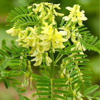 Yellow Astragalus Flower seeds for Planting - Cut Flower Favorite, Heirloom & GMO Free Seeds for Home Garden
