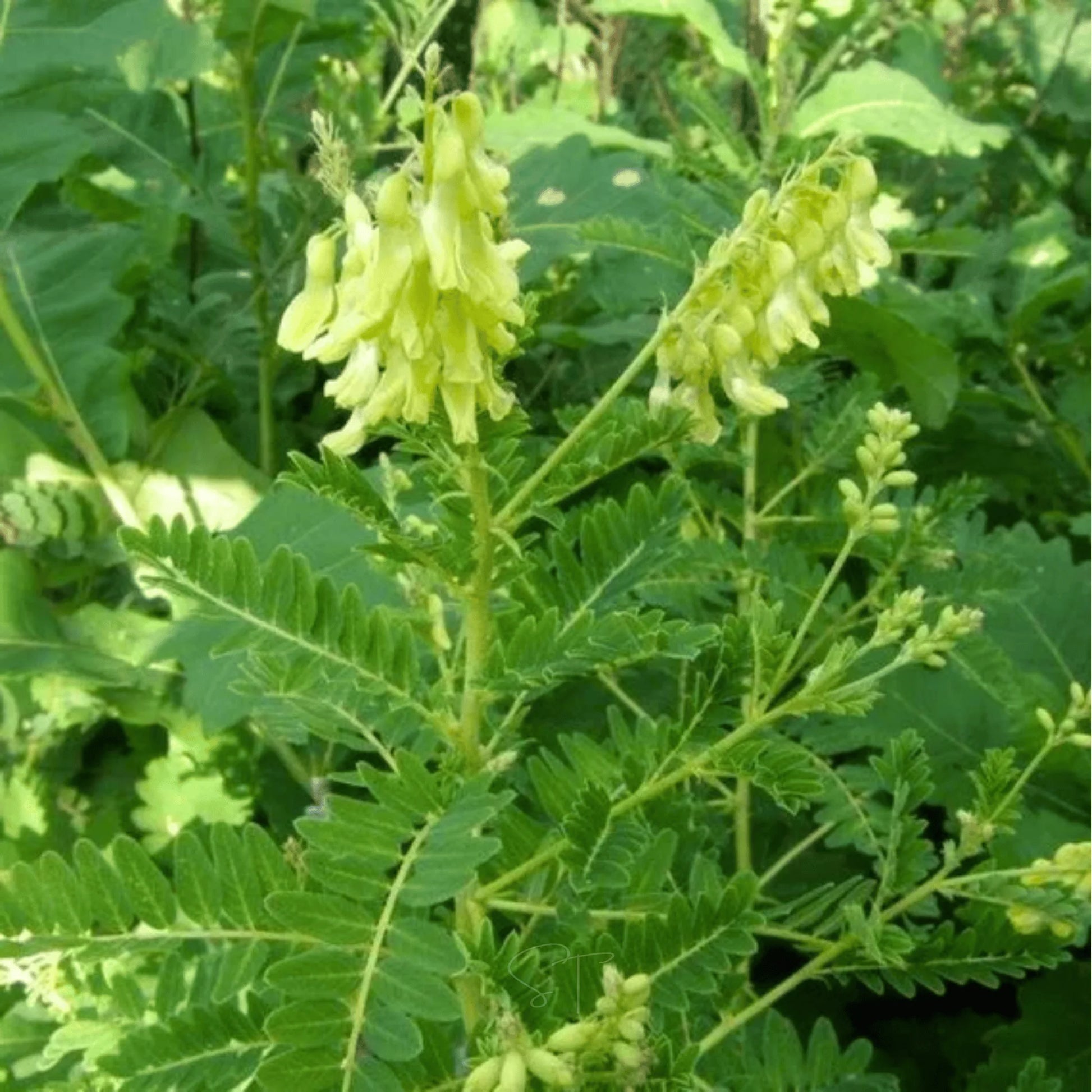 Astragalus Flower seeds for Planting - Sun Loving, Heirloom & GMO Free Seeds for Home Garden