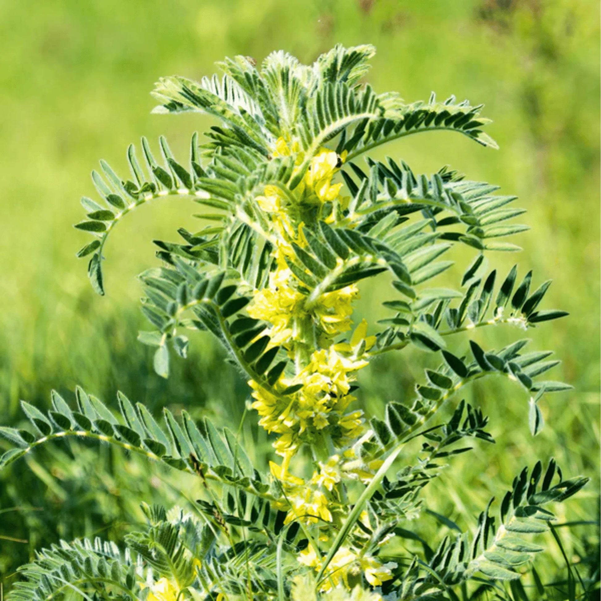 Yellow Astragalus Flower seeds for Planting - Cut Flower Favorite, Heirloom & GMO Free Seeds for Home Garden