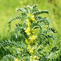 Yellow Astragalus Flower seeds for Planting - Cut Flower Favorite, Heirloom & GMO Free Seeds for Home Garden