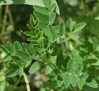 Astragalus Membranaceus Seeds for Easy Planting