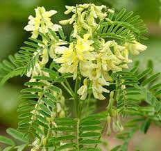 Perennial Astragalus herb grown from seeds in dry soil garden