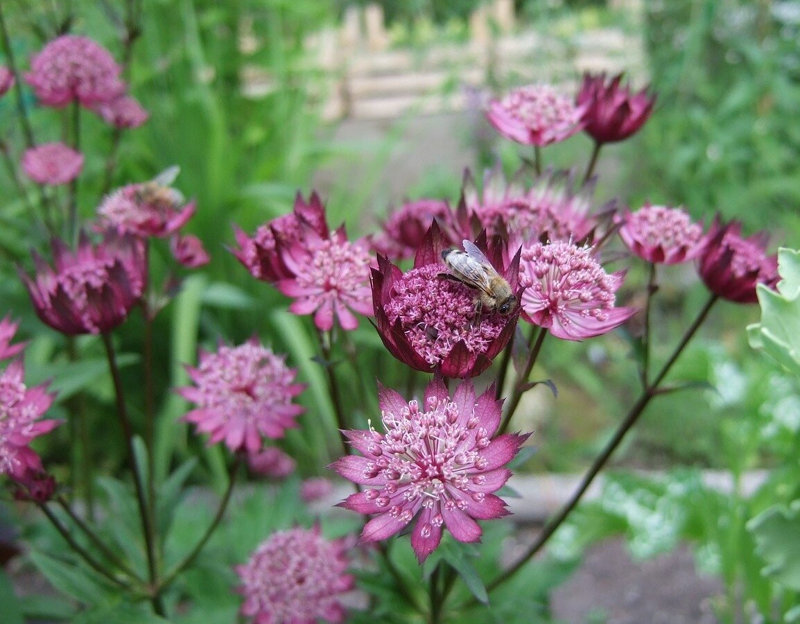 Maroon Astrantia Flower Seeds for Planting – Premium Heirloom, Non-GMO, High Germination Organic Garden Seeds
