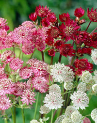 Astrantia Flowers Used in Floral Arrangements