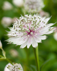 Pink Masterwort Seeds for Planting - Elegant Blooms for Your Garden