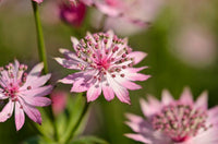 Astrantia Flower seeds for Planting Drought Tolerant Heirloom & GMO Free Seeds for Home Garden