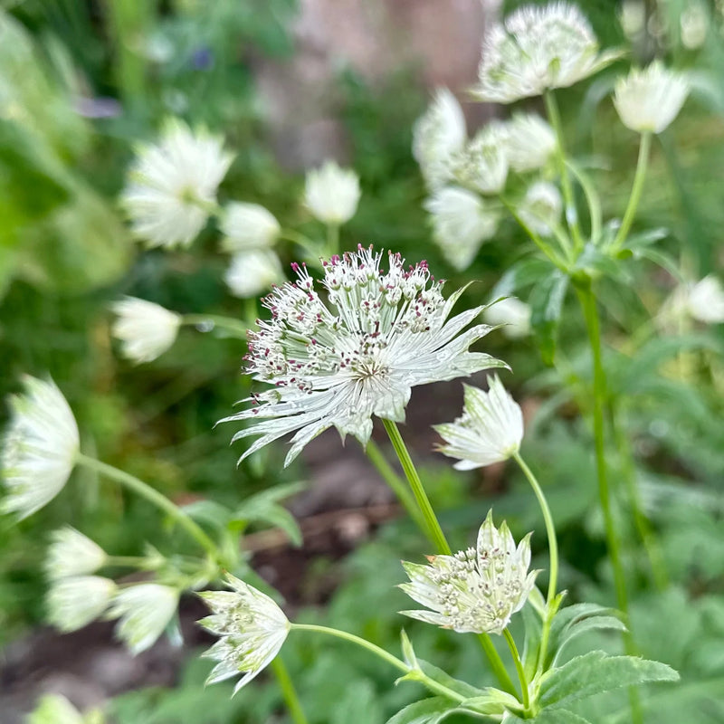 Masterwort Flower seeds for Planting - Low Maintenance, Heirloom & GMO Free Seeds for Home Garden