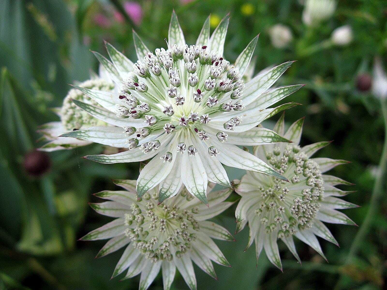 Astrantia Major Flower seeds for Planting Easy to Grow Heirloom & GMO Free Seeds for Home Garden