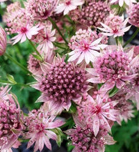 Pink Astrantia Flower seeds for Planting - Premium Quality, Heirloom & GMO Free Seeds for Home Garden